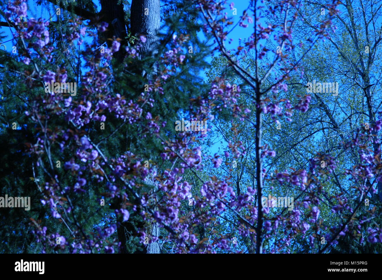 Blume mit mehreren anderen Blumen um es sowie Grün Stockfoto