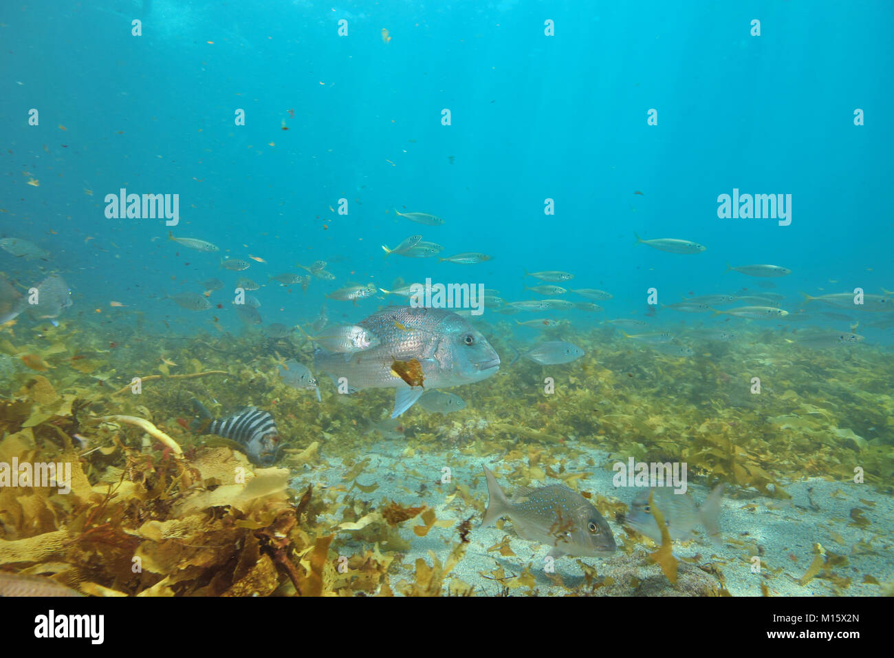 Kleine Fische verschiedener Arten um große Australasian snapper Pagrus auratus über dem flachen sandigen Boden mit braunen Algen bedeckt. Stockfoto