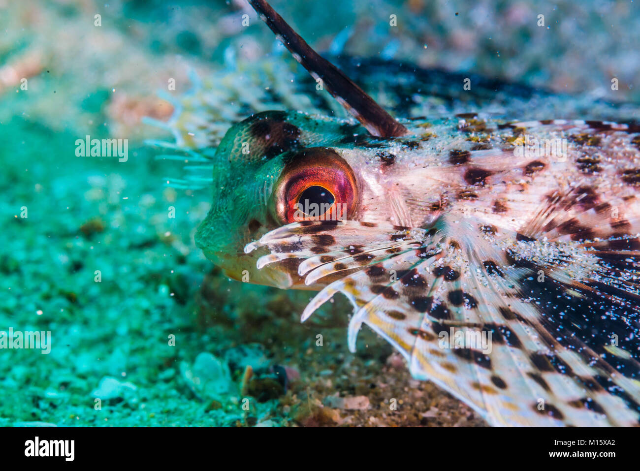 Orientalische Flying Gurnard Dactyloptena orientalis (Cuvier, 1829