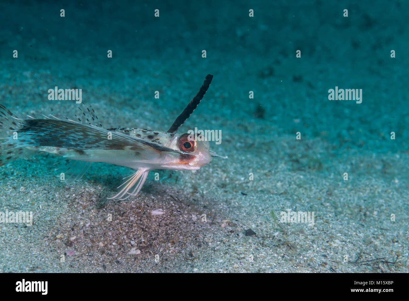 Orientalische Flying Gurnard Dactyloptena orientalis (Cuvier, 1829) Kajika, Owase, Mie, Japan. Stockfoto