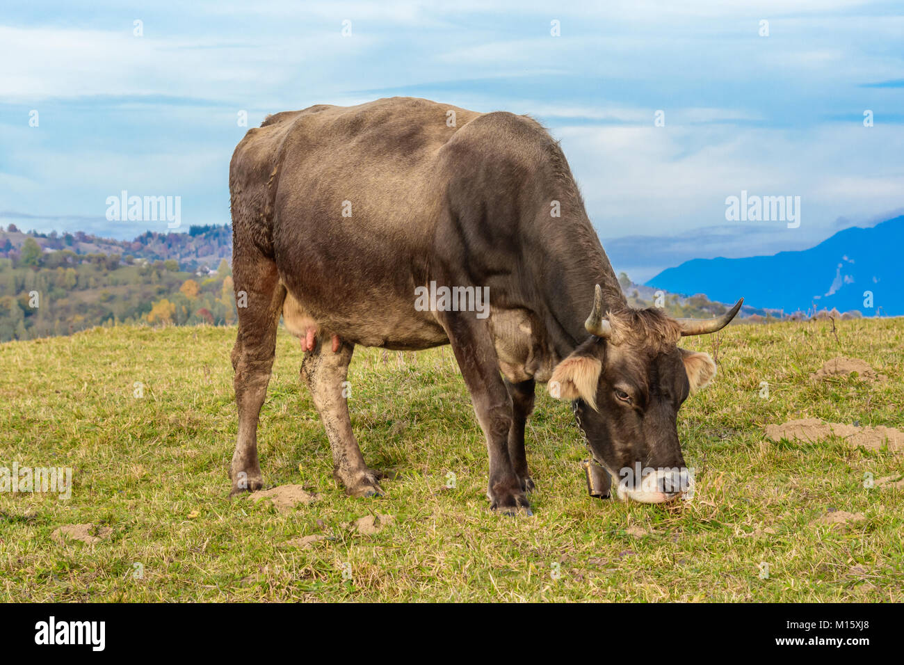 Pestera, Brasov, Rumänien: Frei grasende Kuh auf einer Wiese im Herbst Farben mit weißen Bergen im Hintergrund. Stockfoto
