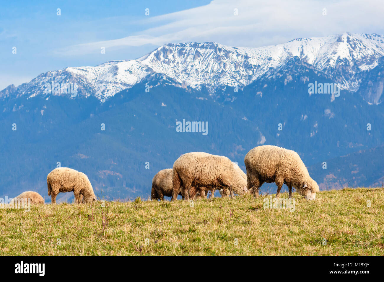 Pestera, Brasov, Rumänien: Schafe auf einer Wiese im Herbst Farben mit weißen Bergen im Hintergrund. Stockfoto