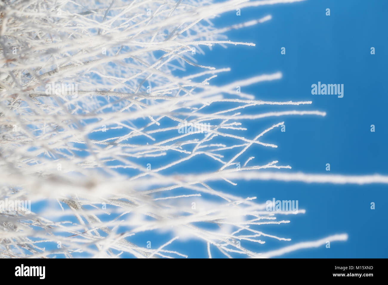Schönen winter Wald bedeckt mit Schnee und Frost Stockfoto