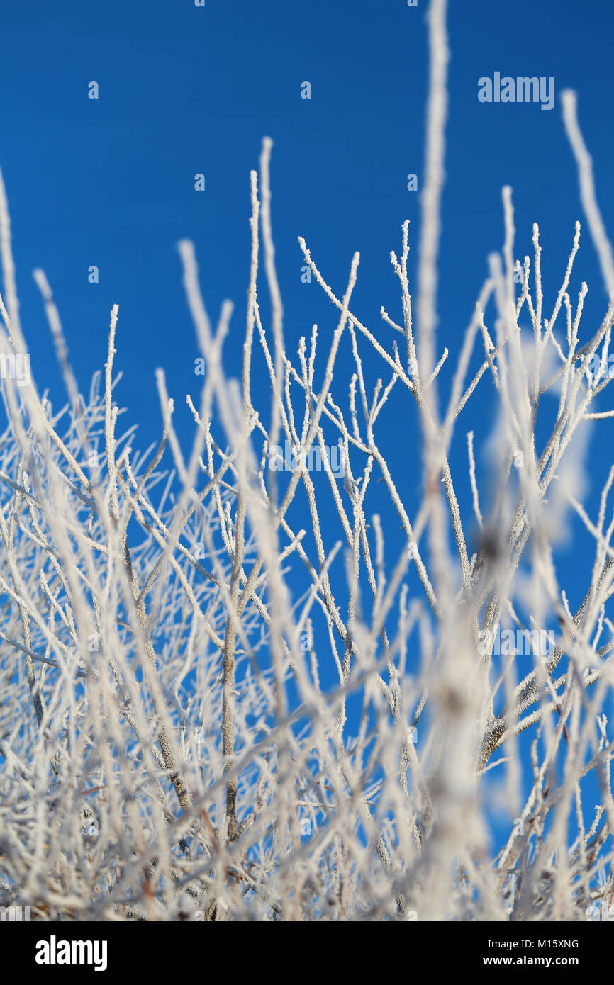 Schönen winter Wald bedeckt mit Schnee und Frost Stockfoto