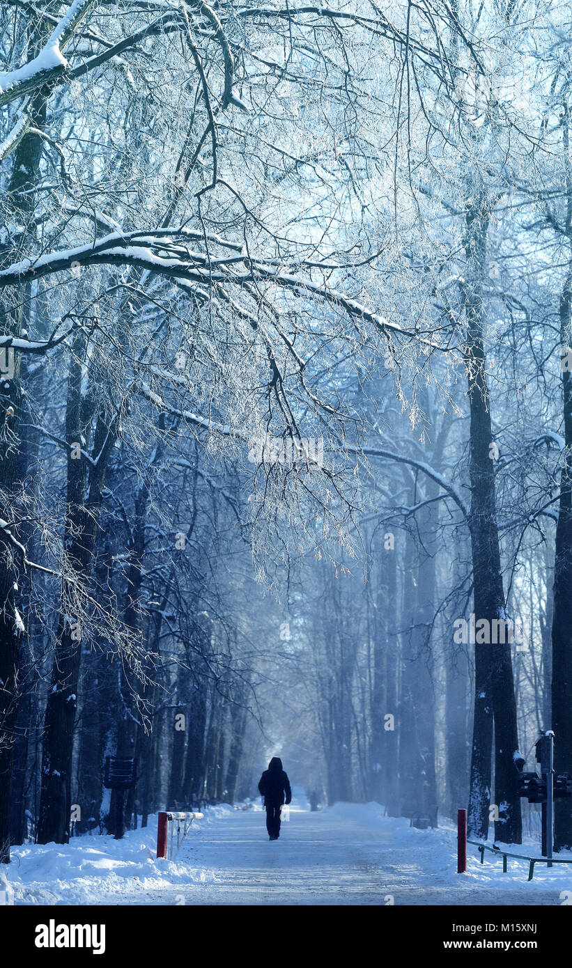 Schönen winter Wald bedeckt mit Schnee und Frost Stockfoto