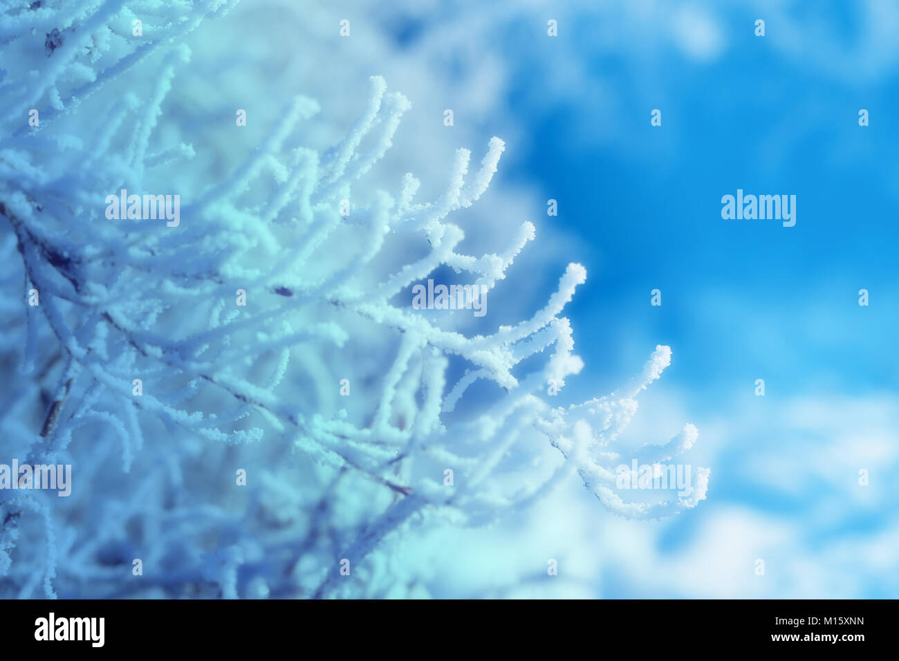 Schönen winter Wald bedeckt mit Schnee und Frost Stockfoto