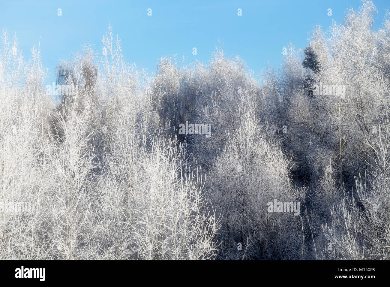 Wunderschönen Winterwald Stockfoto