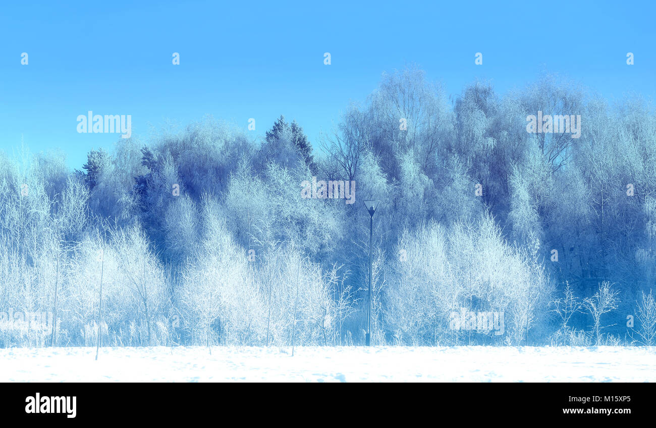 Wunderschönen Winterwald Stockfoto