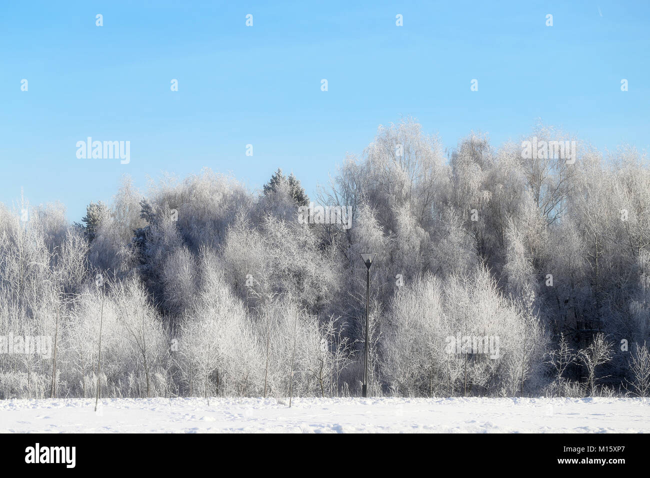 Schönen winter Wald bedeckt mit Schnee und Frost Stockfoto