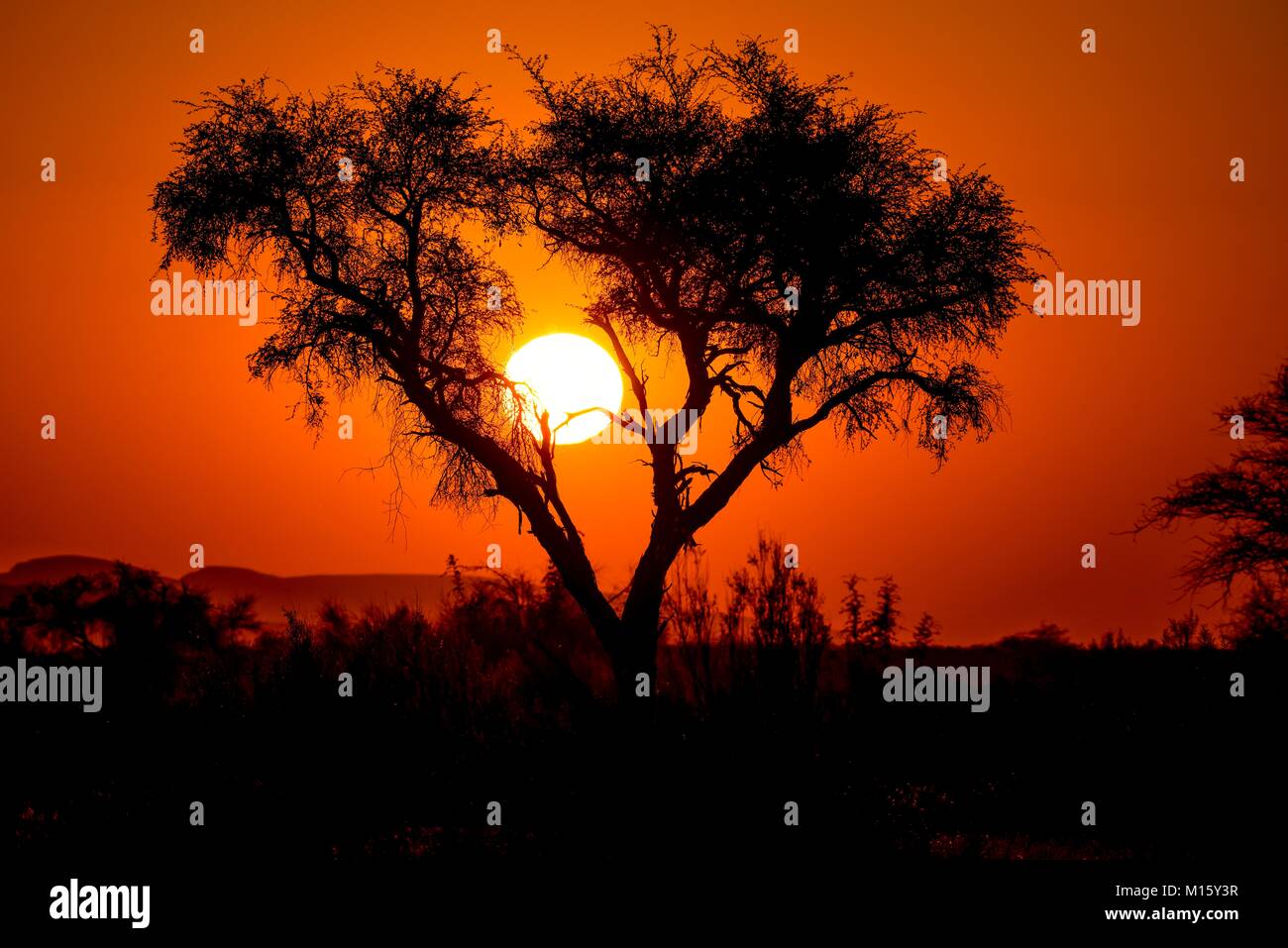 Sonnenuntergang hinter Akazie, Gondwana Namib Park, in der Nähe von Sesriem, Otjozondjupa Region, Namibia Stockfoto