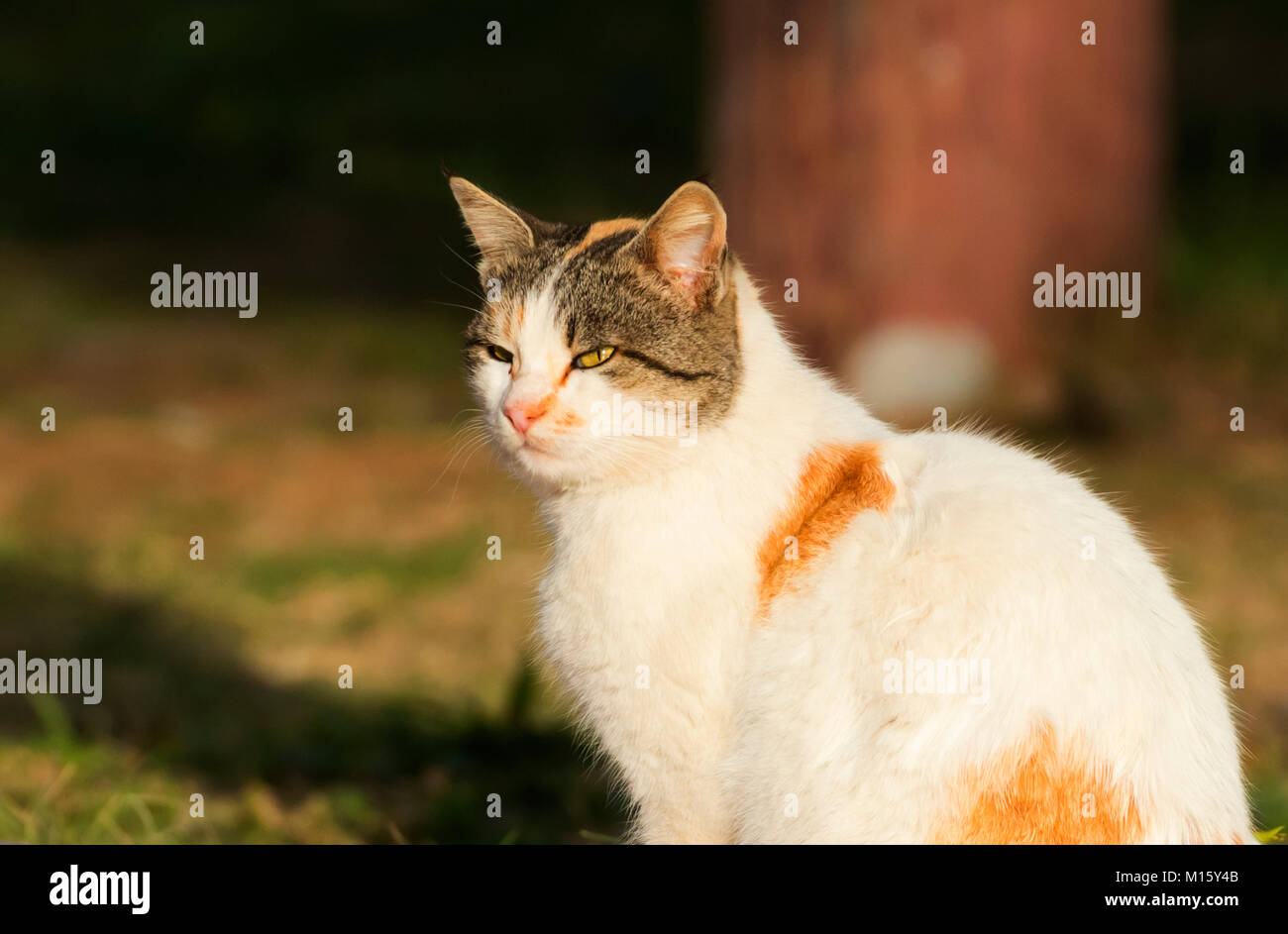 Gartenkatze Fotos und Bildmaterial in hoher Auflösung Alamy