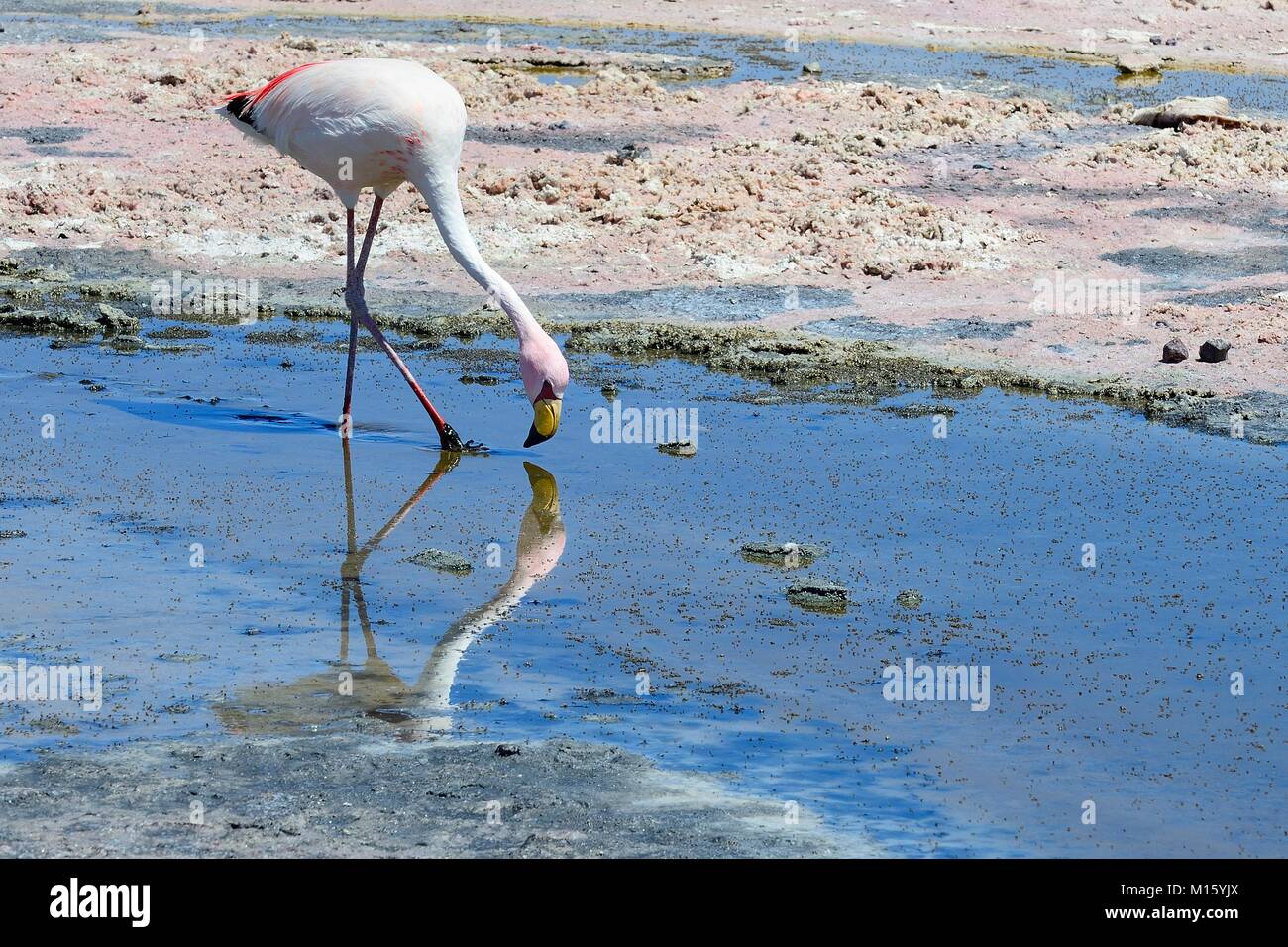 James's Flamingo (Phoenicoparrus jamesi) Nahrungssuche in flachen Salzsee, nationale Reserve Los Flamencos Stockfoto
