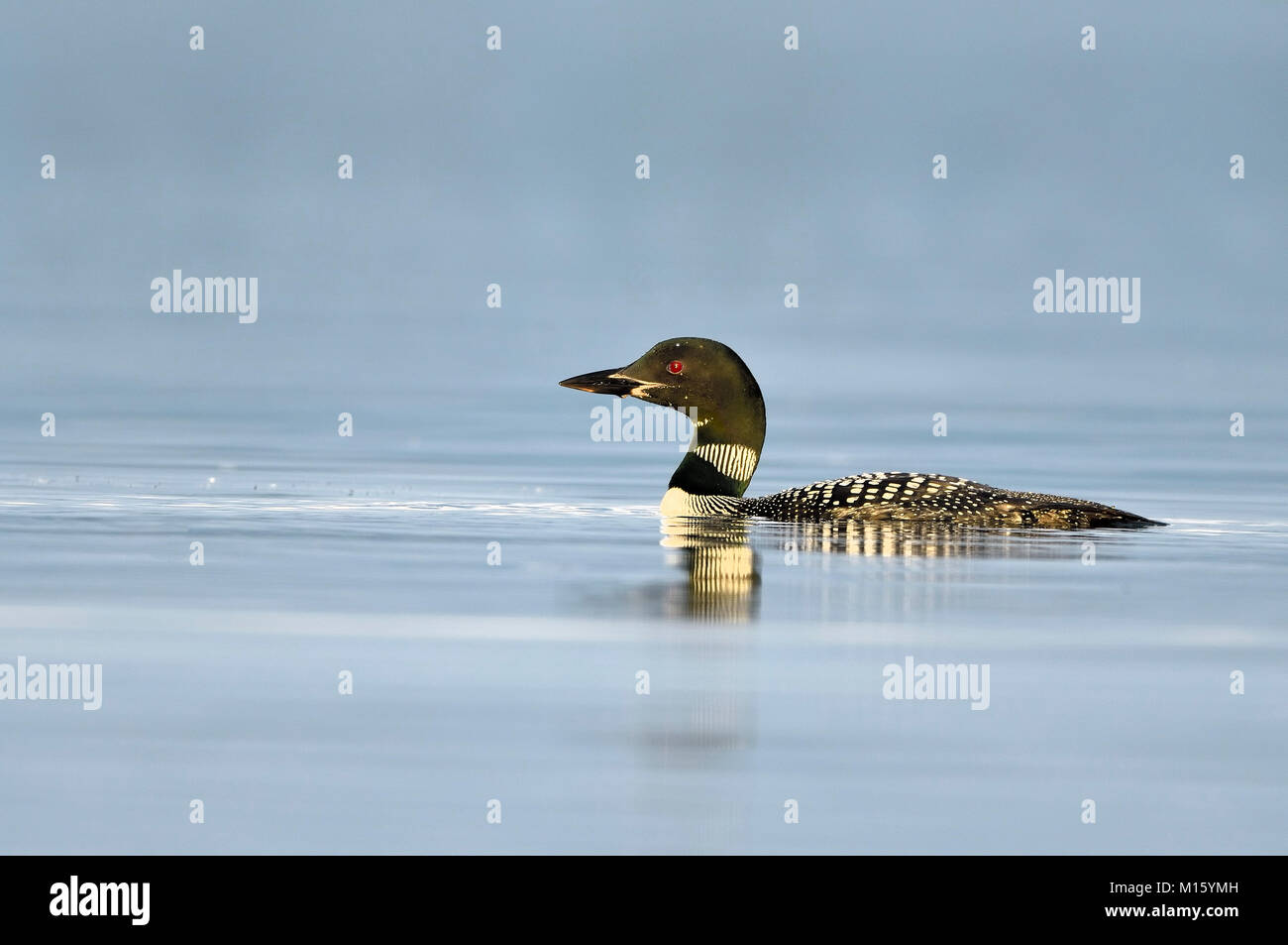 Great Northern Eistaucher (Gavia Immer), im Sommer Gefieder Schwimmen in einem See, Gelderland, Niederlande Stockfoto