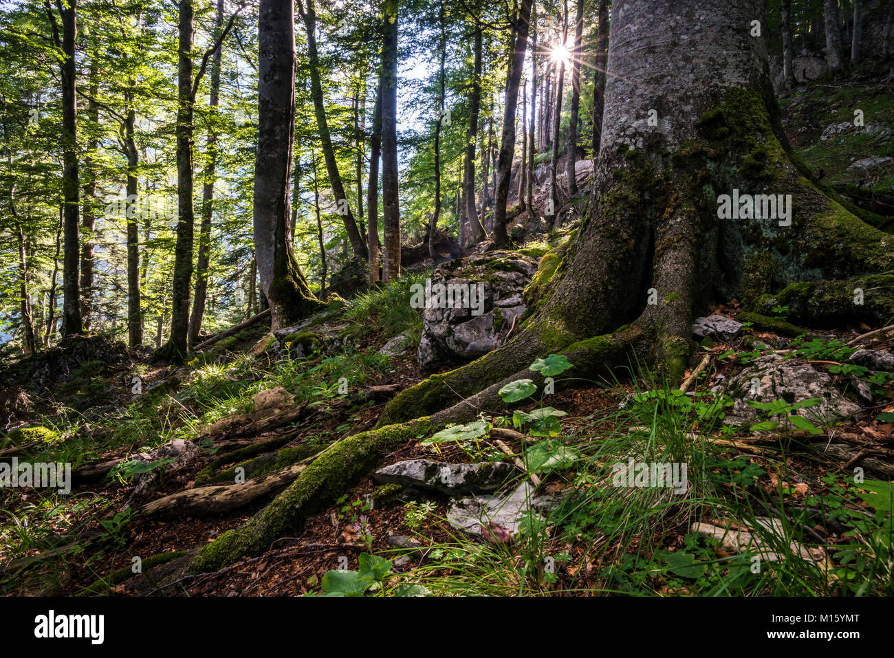 Österreichs letzten Urwälder, primärer Wald, Nationalpark Kalkalpen, Oberösterreich, Österreich Stockfoto