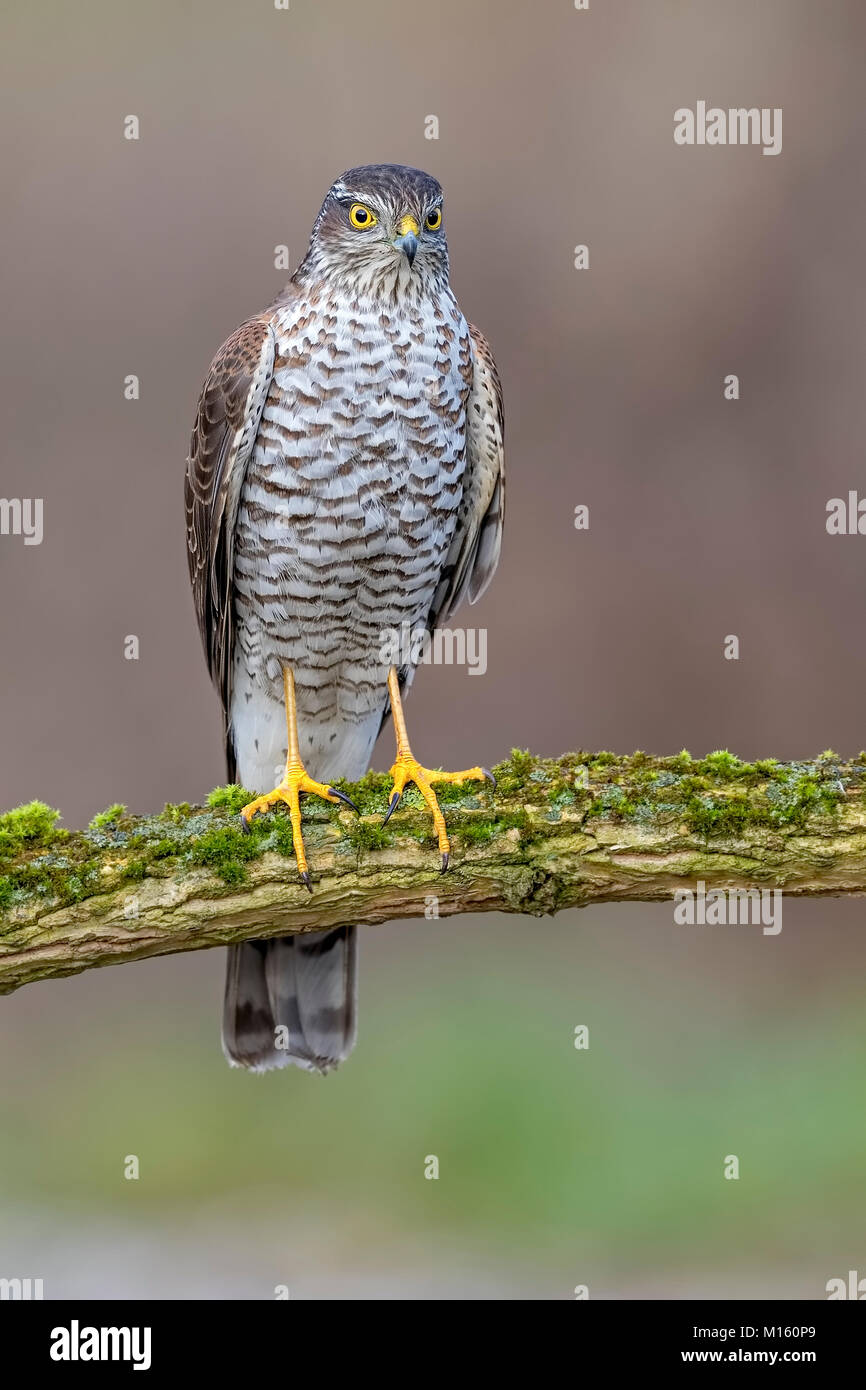 Eurasischen Sperber (Accipiter nisus), Weibliche sitzen auf Zweig, Biosphärenreservat Mittelelbe, Sachsen-Anhalt, Deutschland Stockfoto