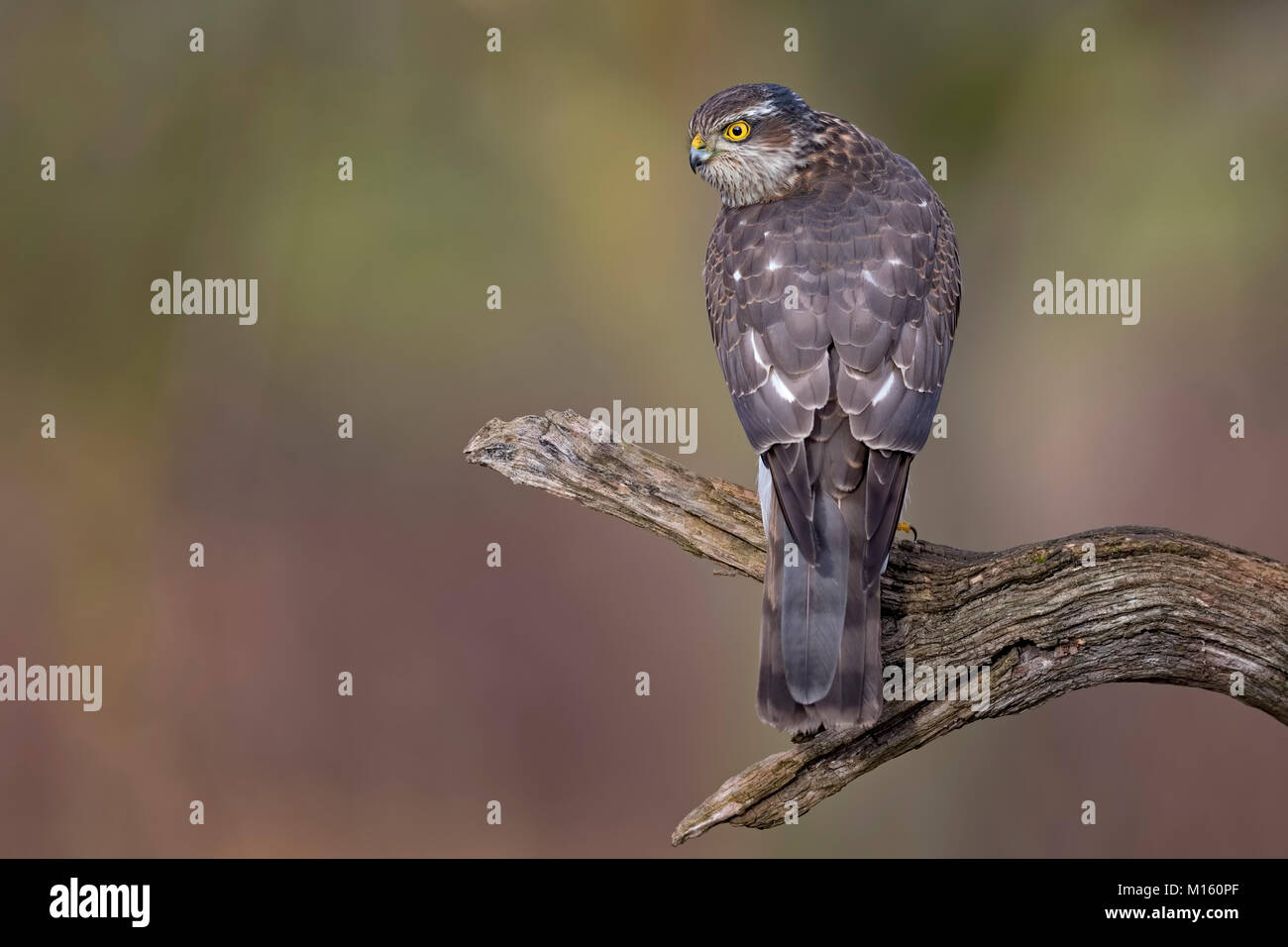 Eurasischen Sperber (Accipiter nisus), Weibliche sitzen auf Zweig, Biosphärenreservat Mittelelbe, Sachsen-Anhalt, Deutschland Stockfoto