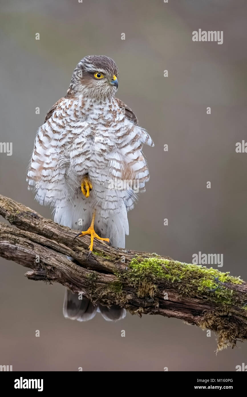 Eurasischen Sperber (Accipiter nisus), Weibliche fluffed auf Ast sitzend, Biosphärenreservat Mittelelbe, Sachsen-Anhalt Stockfoto