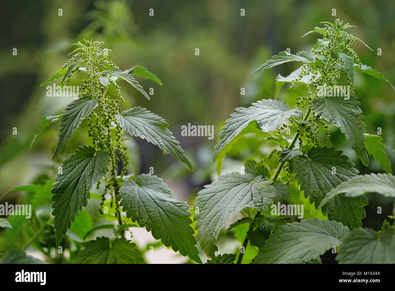 Nahaufnahme von Brennnessel Pflanze und Blätter. Brennessel (Urtica dioica) wächst in ein Feld, ein gesundes wild Essen und einen Kräutertee. Stockfoto