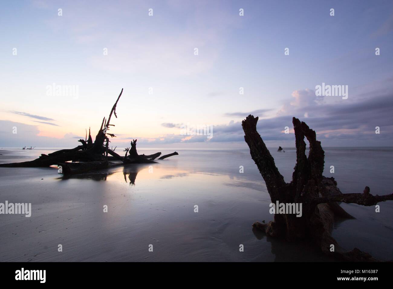 Schönen Meer und Strand mit einer expressiven Himmel und Treibholz und tote Bäume am Strand bei Sonnenaufgang auf dem Boneyard Beach in South Carolina Stockfoto