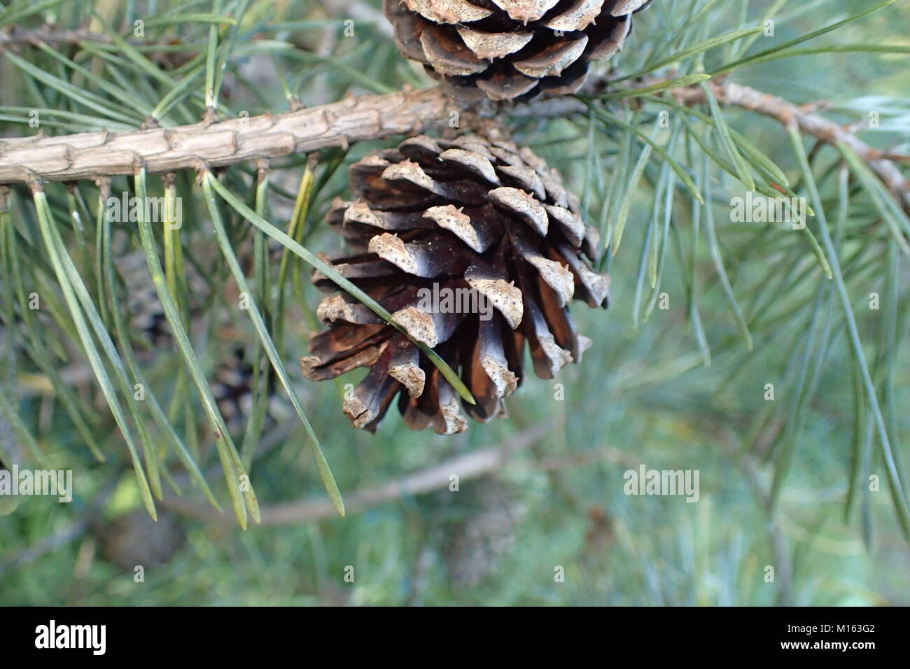 Nahaufnahme eines Pinienzapfens Stockfoto