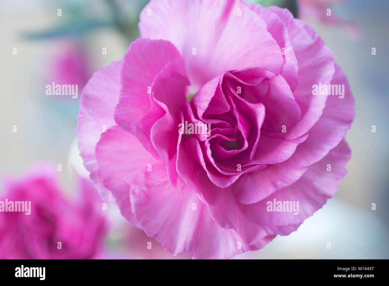 Rosa Nelke Blume Makro Stockfoto