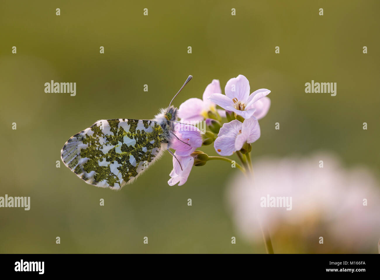 Orange Tip Anthocharis cardamines Schmetterling; Single; Weiblicher Rastplätze auf Wiesenschaumkraut Lancashire, Großbritannien Stockfoto