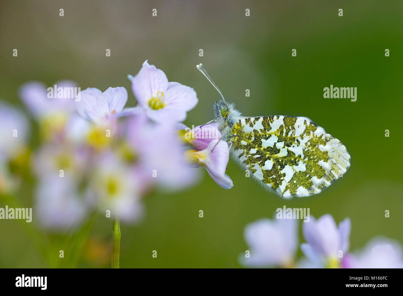 Orange Tip Anthocharis cardamines Schmetterling; Single; Weiblicher Rastplätze auf Wiesenschaumkraut Lancashire, Großbritannien Stockfoto