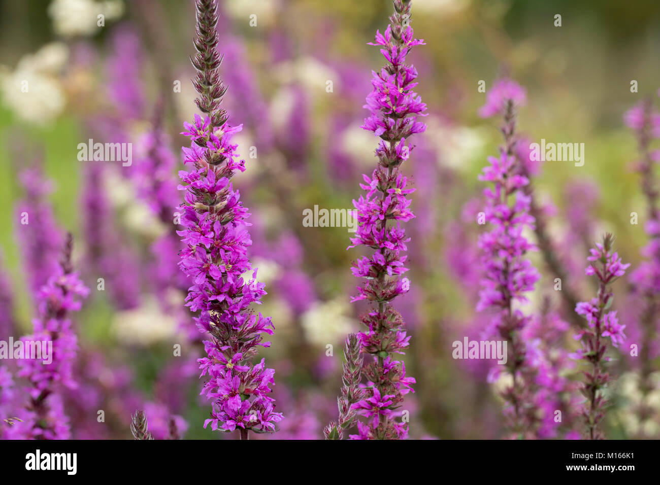 Blutweiderich Lythrum salicaria Blüte; Cornwall, UK Stockfoto