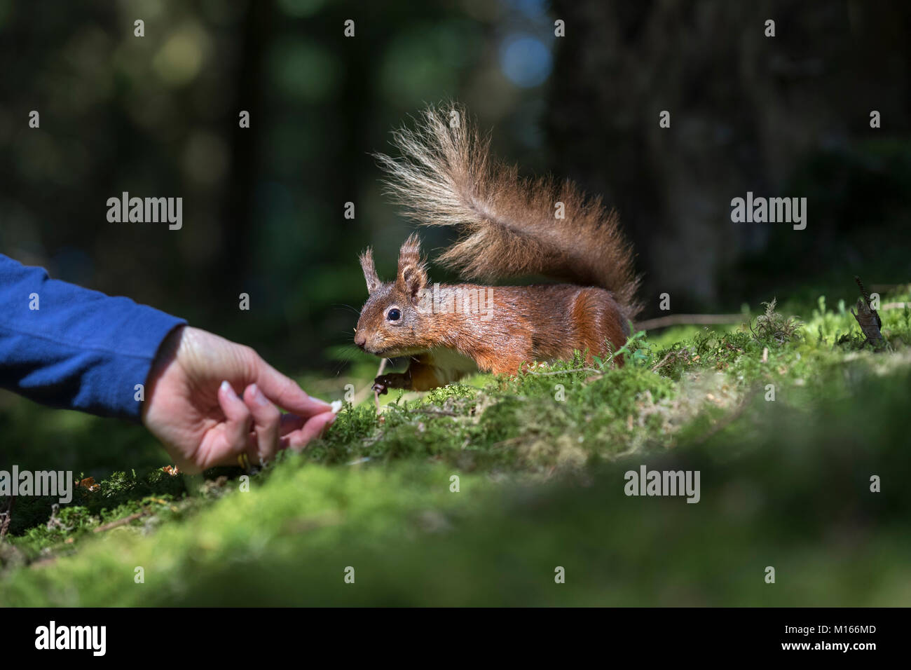 Red Squirrel, Sciurus vulgaris Single mit Person Yorkshire, UK Stockfoto