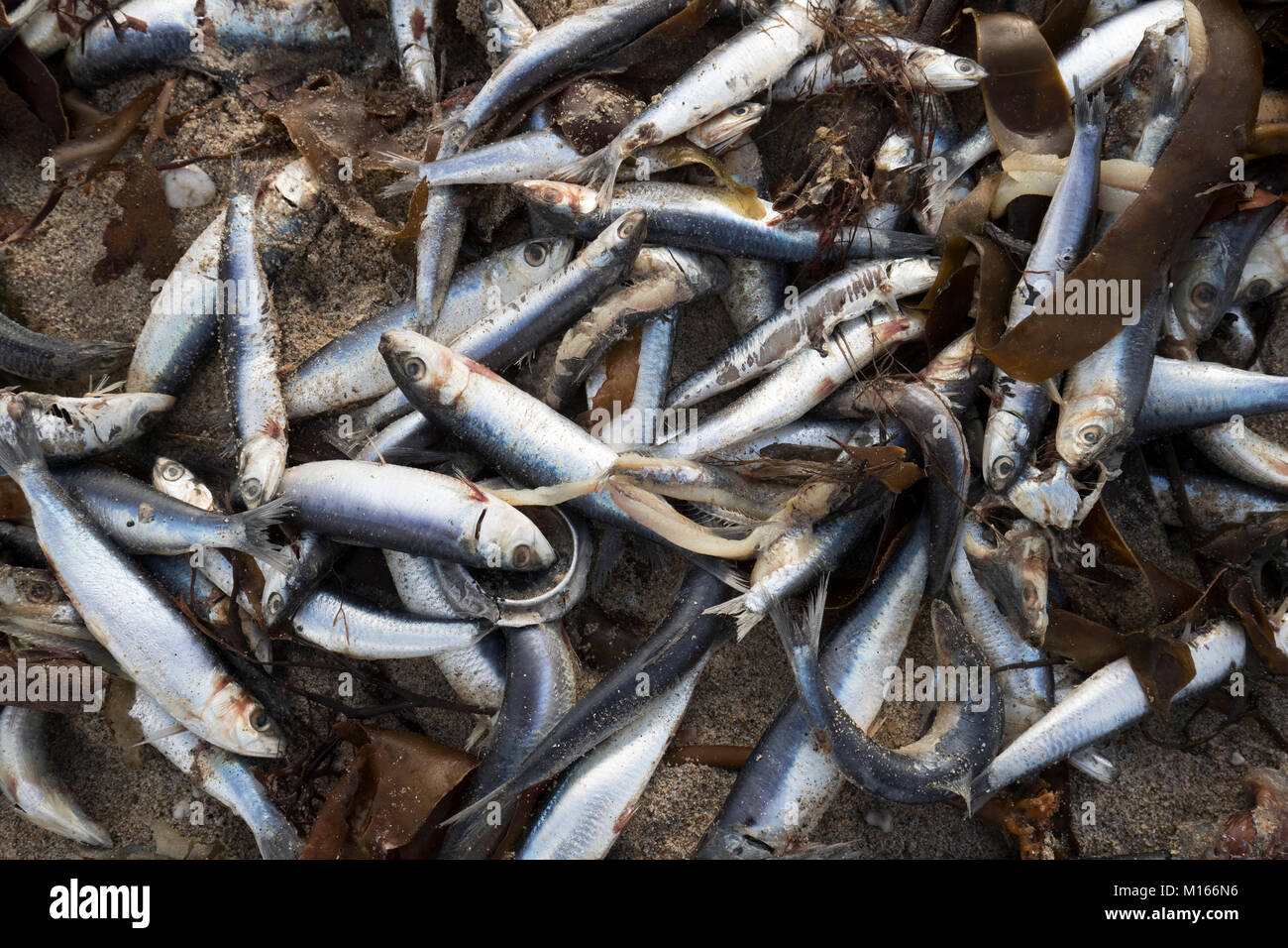 Sardinen; Sardina pichardus tot am Strand von Marazion wuschen, Cornwall, UK Stockfoto