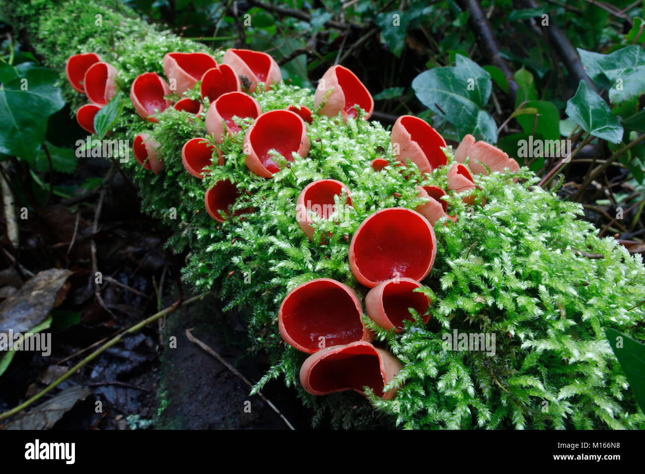 Scarlet Elf Cup; Sarcoscypha cocinea auf Moosigen Log Cornwall wachsen; UK Stockfoto