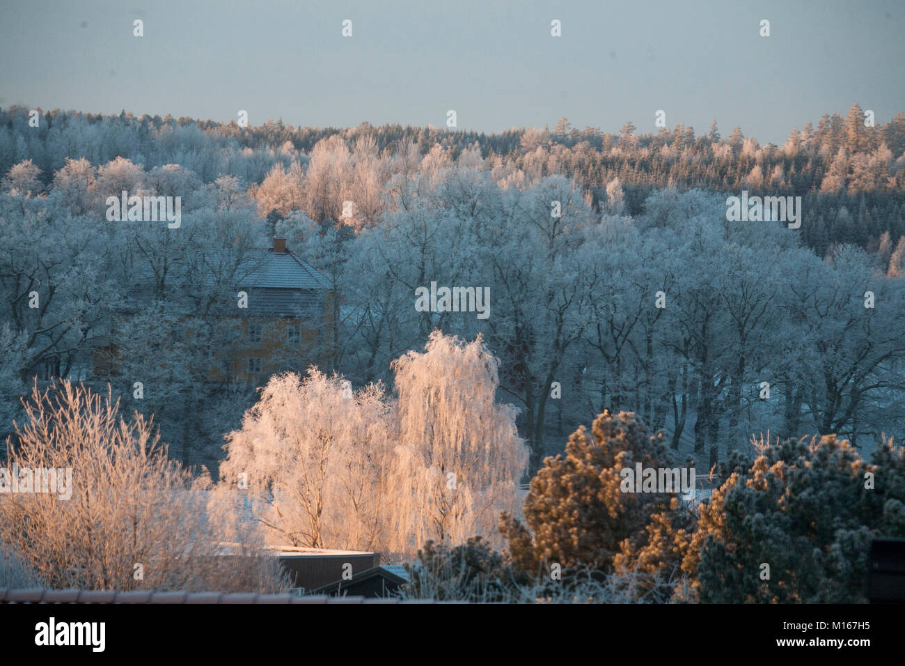 Landschaft mit Frost im Baum Stockfoto