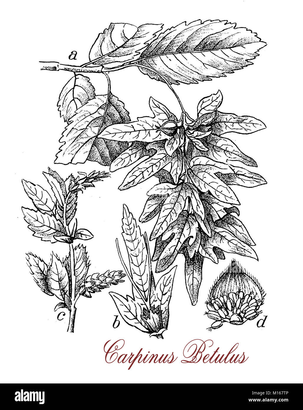 Vintage oder Gravur von Hainbuche Carpinus betulus, Laubbaum wächst bis zu 600 mt. (1.969 ft) Höhe. Die Rinde ist glatt und grünlich mit langen gewellten Blätter und Palmkätzchen. In Gartenbau angebaut Stockfoto