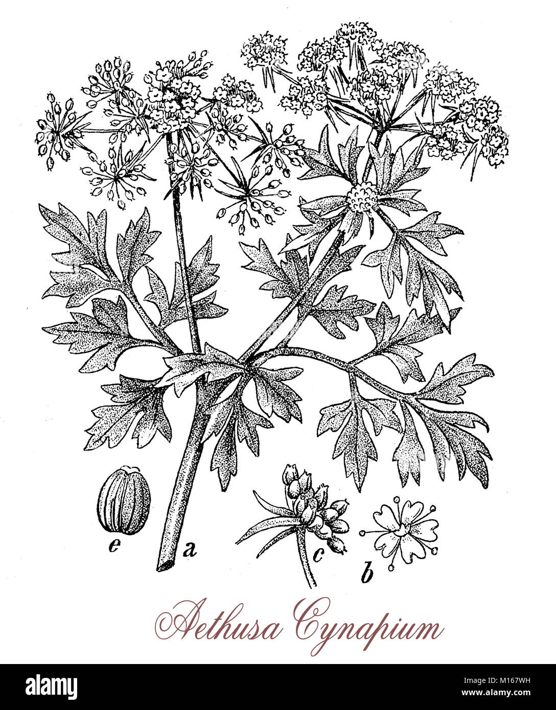 Aethusa cynapium Vintage gravieren oder Gift Petersilie, gemeine Unkraut giftige Pflanze mit einem unangenehmen Geruch Stockfoto