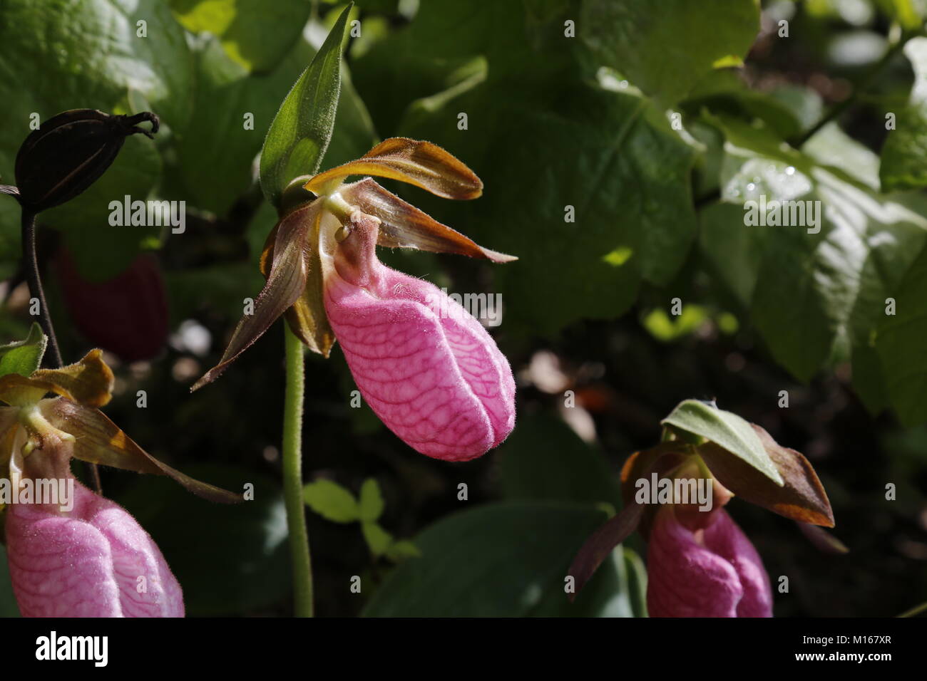 Zarte und exotischen rosa Damen slipper Stockfoto