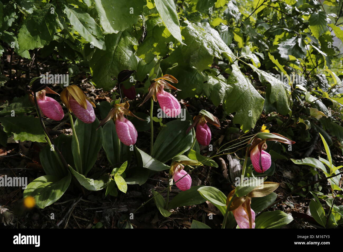 Zarte und exotischen rosa Damen slipper Stockfoto