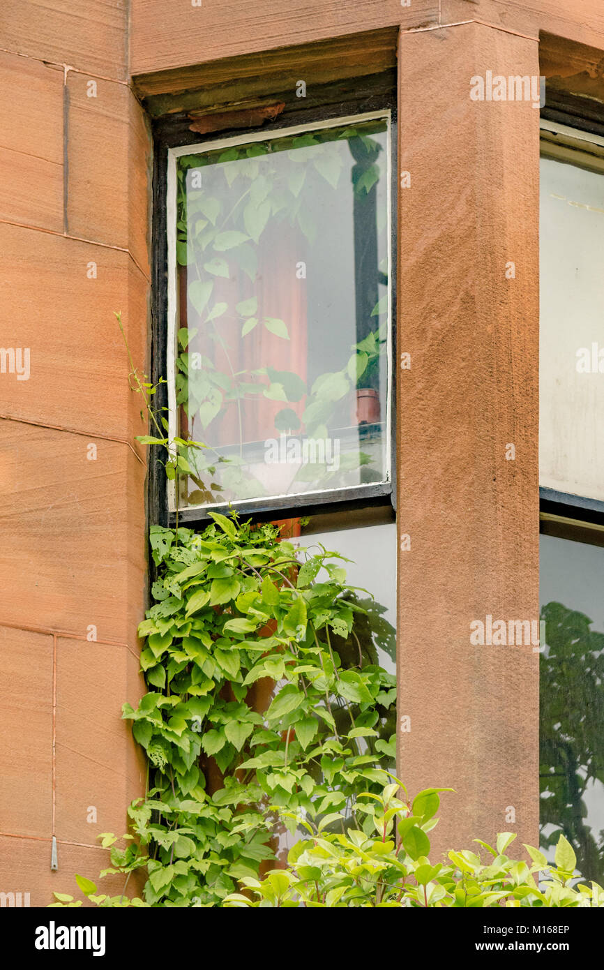 Garten Kletterpflanze wächst im Haus durch Schiebefenster Stockfoto