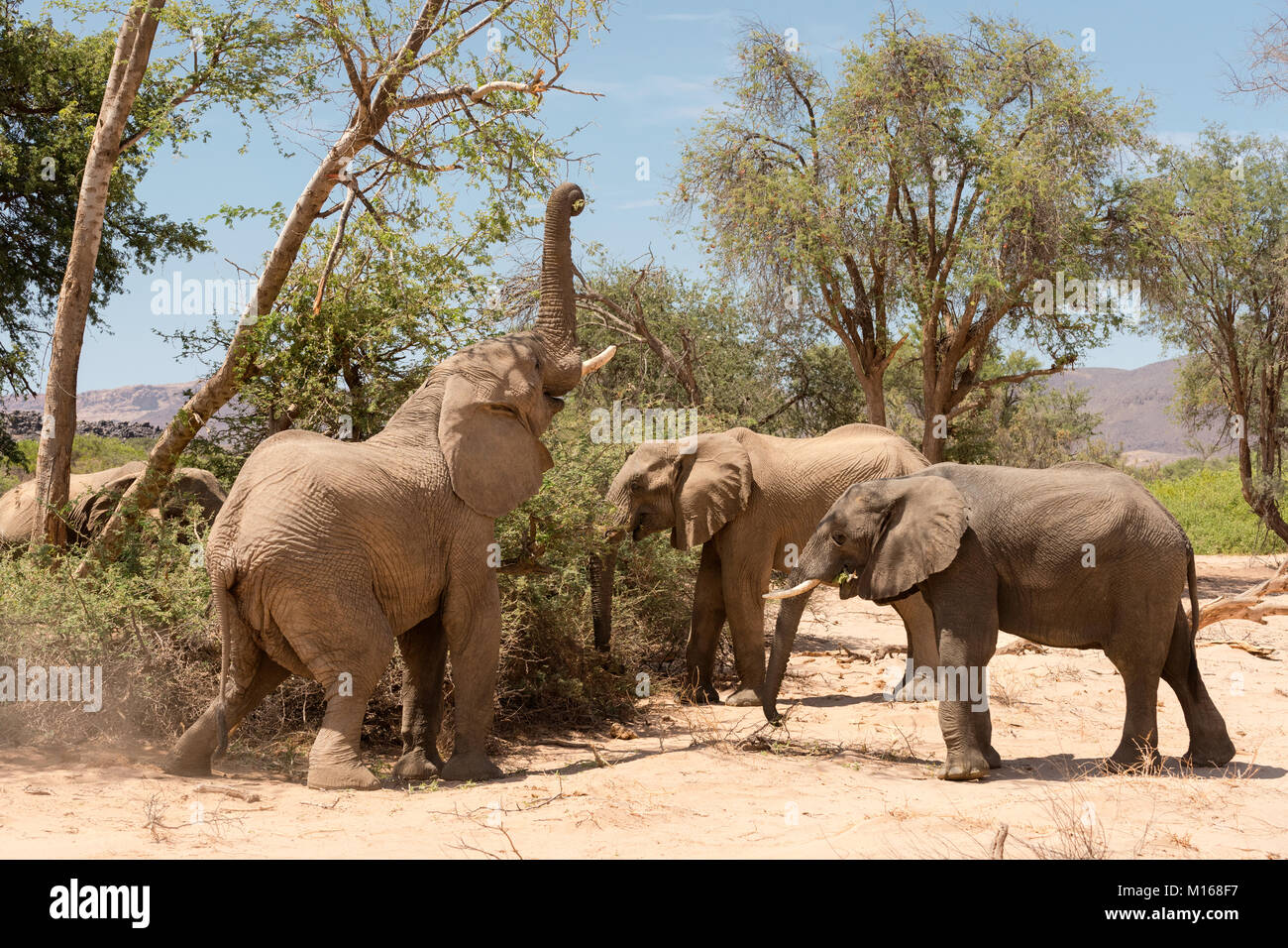 Eine Gruppe von Wüstenelefanten Fütterung im trockenen Abu Huab Flussbett in Damaraland, Namibia. Stockfoto