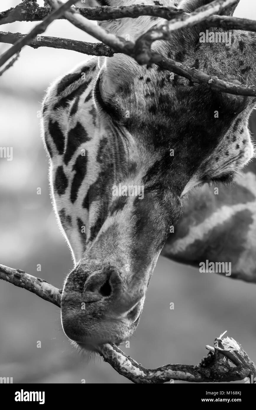 Vorderansicht Nahaufnahme des isolierten Giraffenkopfes (Giraffa camelopardalis), der Baumzweig isst. Wunderschönes Schwarz-Weiß-Tierporträt, Cotswold Wildlife. Stockfoto