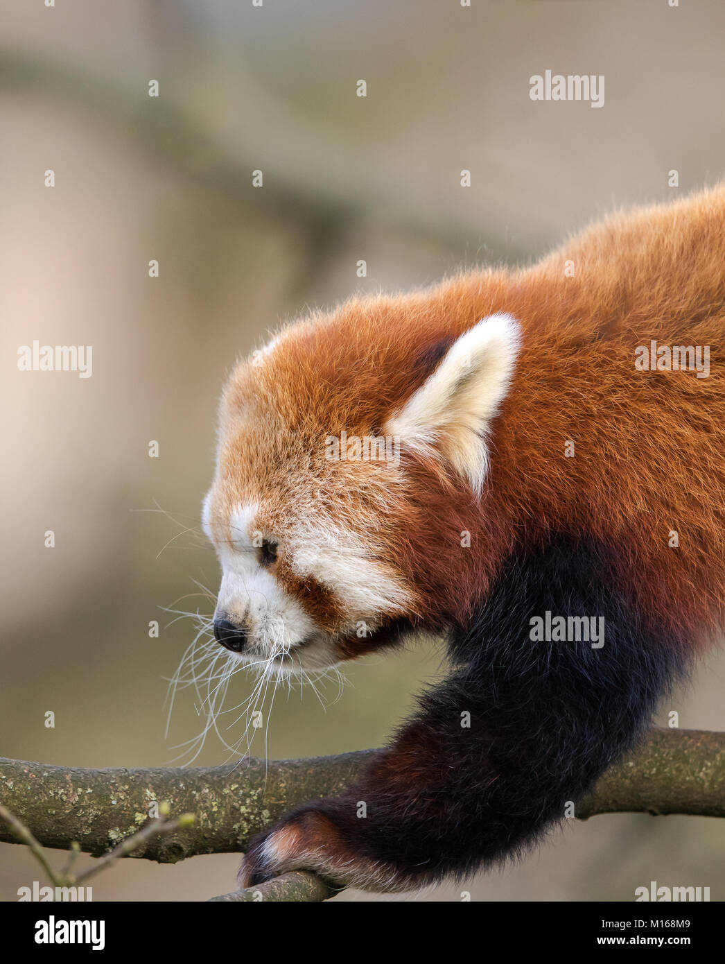 Close-up, Seitenansicht der jungen Roten Panda (Ailurus fulgens) klettern in den Bäumen. Detaillierte Kopf und Schulter geschossen. Flauschige Gesicht, grossen haarigen Ohren & lange Schnurrhaare. Stockfoto