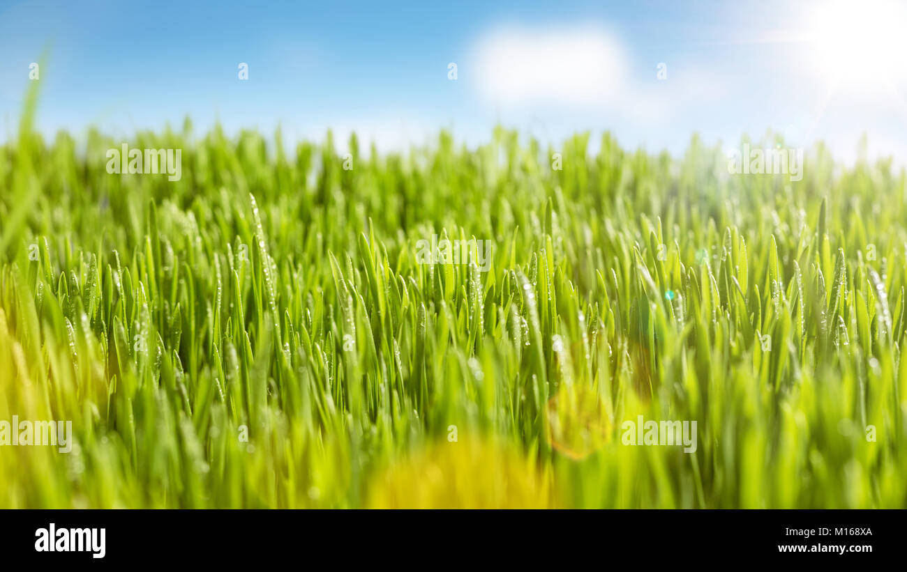 Saftiges Gras und Sonnenschein Stockfoto