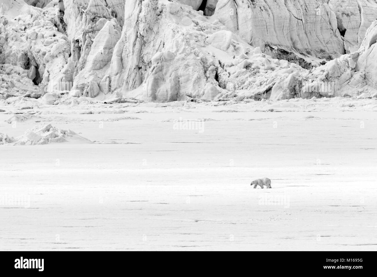 Polar Bear verläuft entlang einer Eisscholle auf einem Gletscher, Svalbard, Spitzbergen, Norwegen Stockfoto