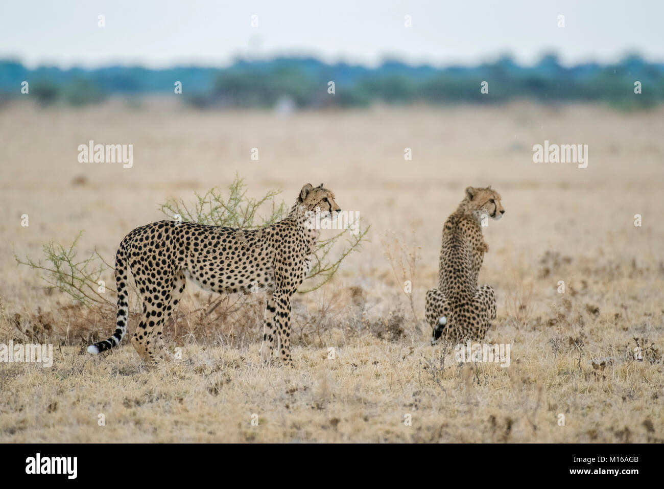 Cheetahe (Acinonyx jubatus), Nxai Pan National Park, Ngamiland District, Botswana Stockfoto