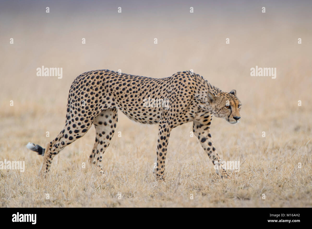 Gepard (Acinonyx jubatus), Nxai Pan National Park, Ngamiland District, Botswana Stockfoto