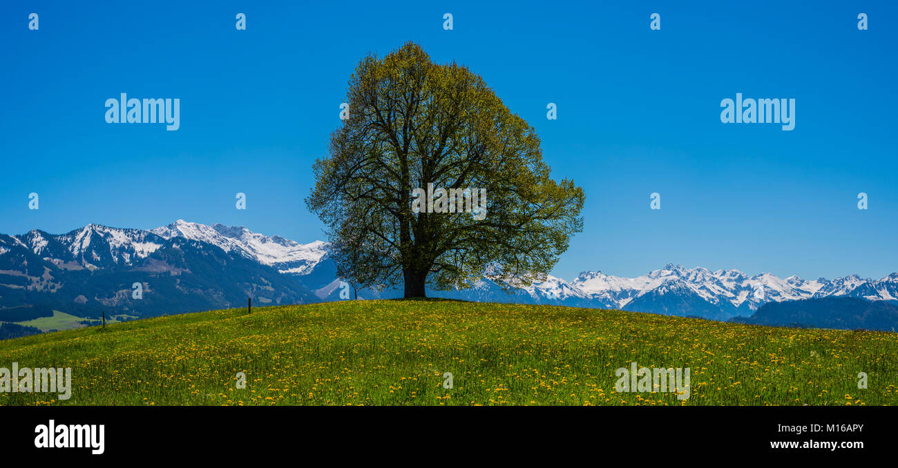 Friedenslinde, Linde (Tilia) an der Wittelsbacher Höhe, 881 m, Illertal, Allgäu, Bayern, Deutschland Stockfoto