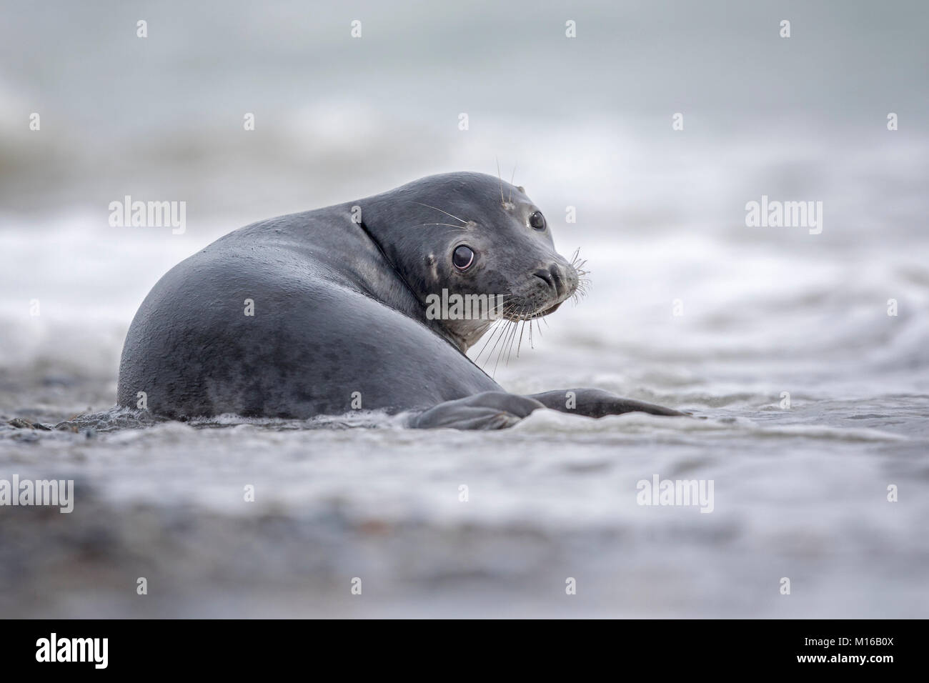 Kegelrobbe (Halichoerus grypus) junges Tier, Schleswig-Holstein, Helgoland, Deutschland Stockfoto