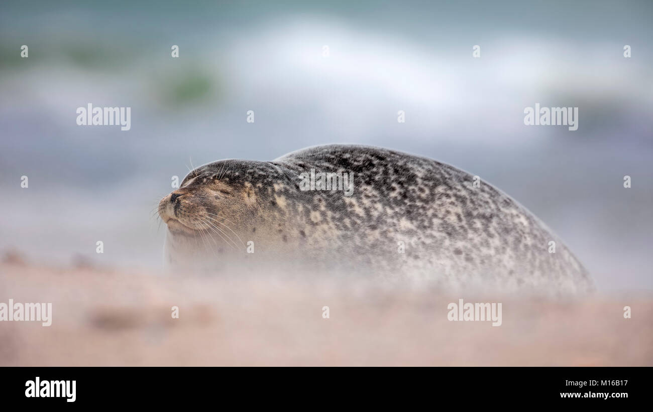 Kegelrobbe (Halichoerus grypus) im Sandsturm, Schleswig-Holstein, Helgoland, Deutschland Stockfoto