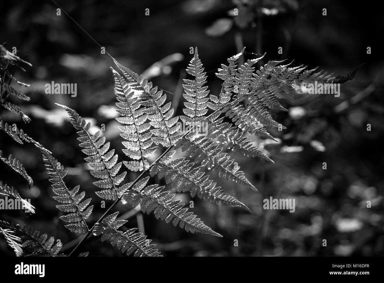 Farn im Wald Stockfoto