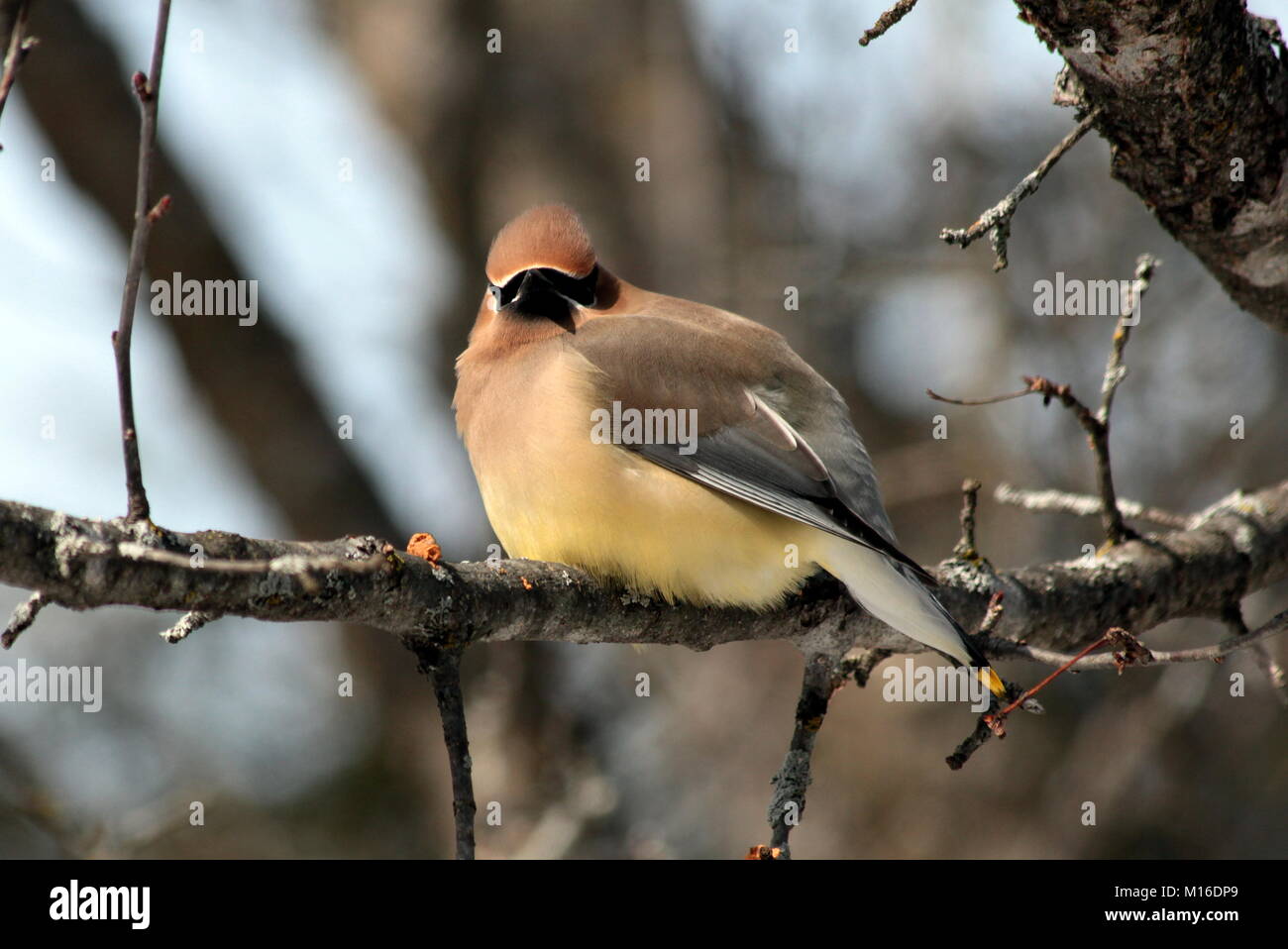 Eine individuelle Cedar Waxwing aus einer Herde, die bis im März zeigte auf meine Zier crabapple Bäume zu füttern. Stockfoto