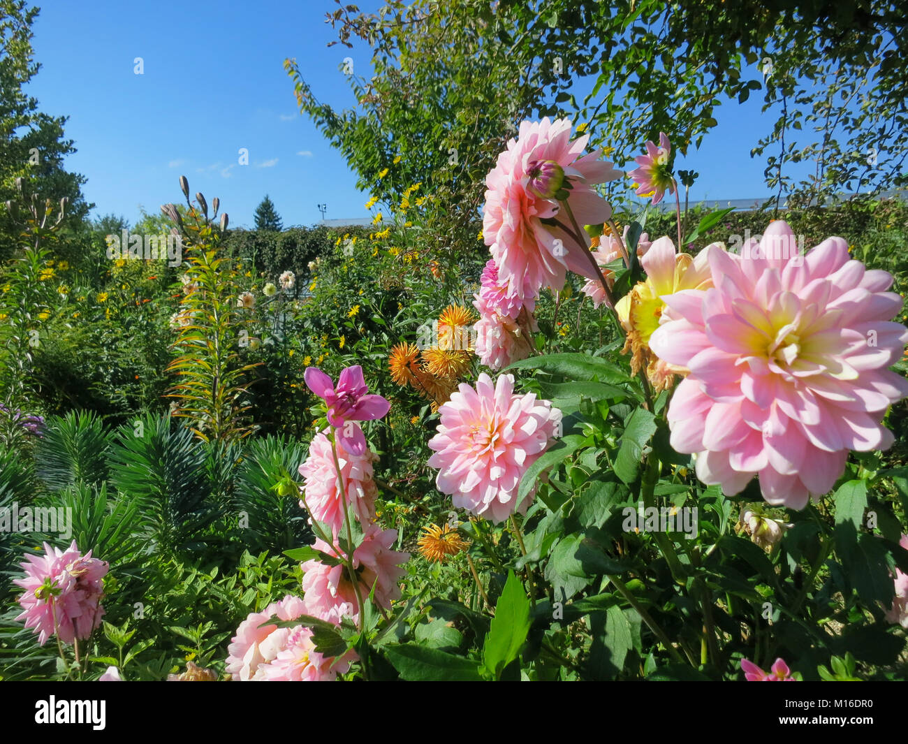 Pale Pink Dahlien blühen in Giverny, Frankreich Stockfoto